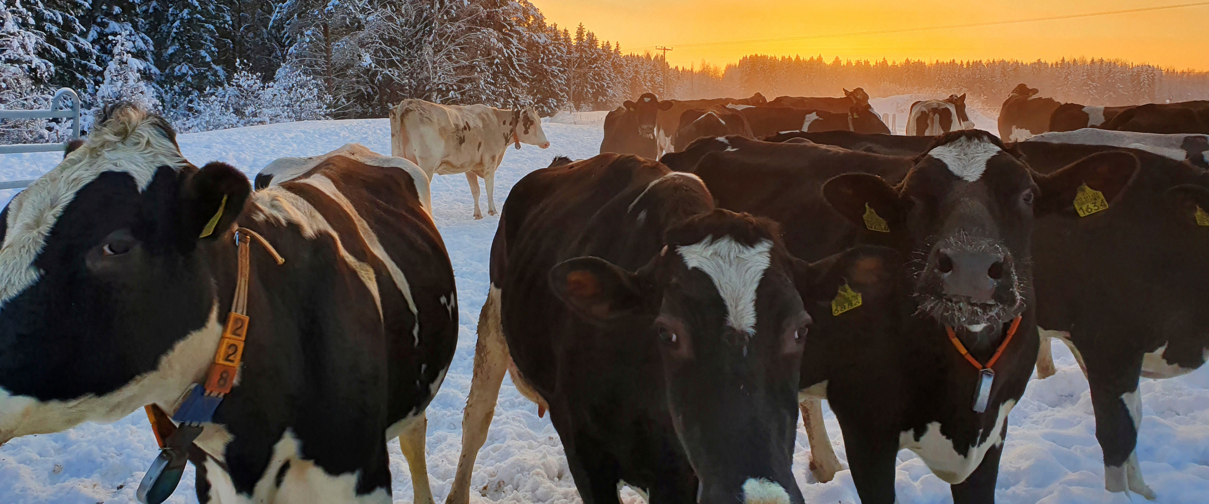 Lehmät nauttivat talviulkoilusta, varsinkin navetan himoulkoilija