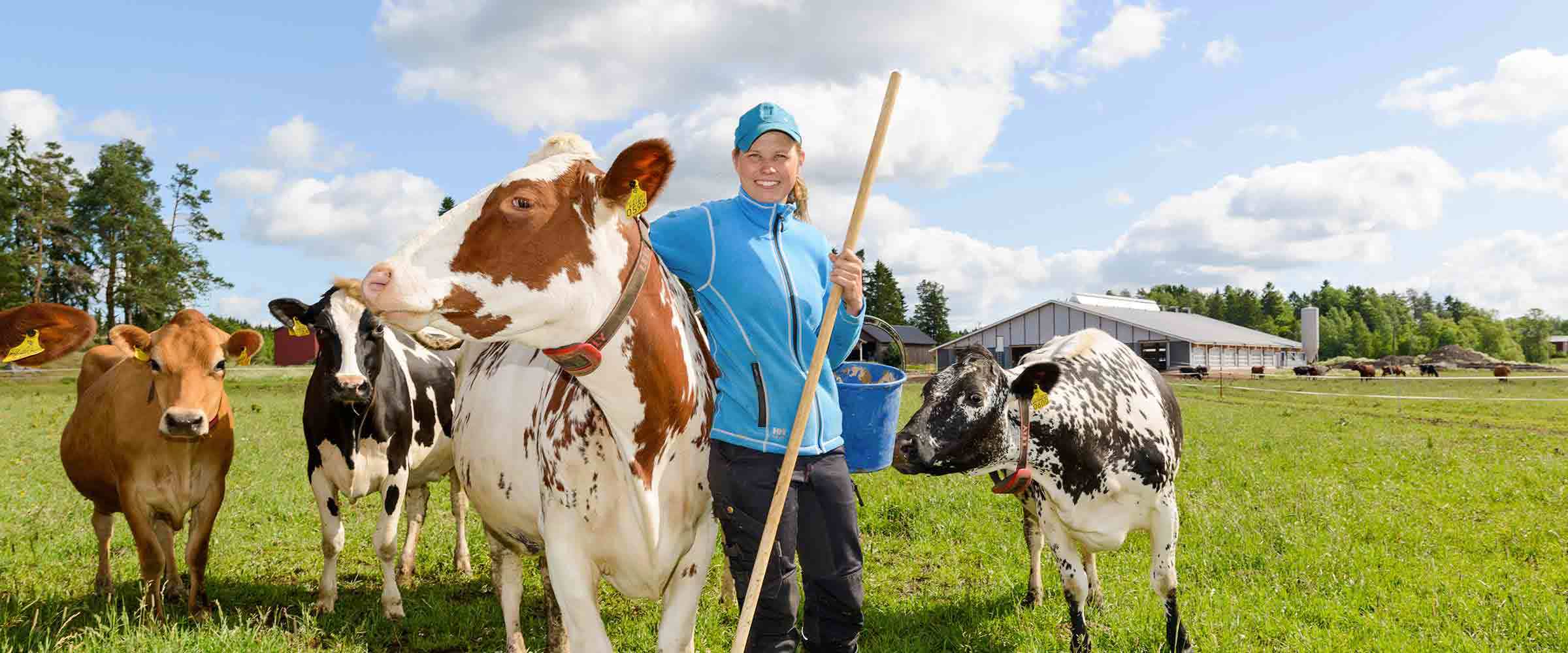 Lähitilan maitoa Uudeltamaalta tuottavat laiduntavat lehmät